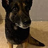 dog, german_shepherd, pet, animal, indoor, carpet, toy, stuffed_animal, brown, black, ears, face, sitting, looking_up, floor, canine, companion, domestic_animal, alert, waiting
