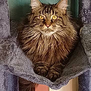 Violette participe au concours pour gagner de l'argent avec cette photo : animal, cat, cat_tree, cozy, ears, feline, fluffy, fur, golden_eyes, hammock, home, indoor, light_switch, paws, pet, portrait, relaxed, tabby, wall, whiskers