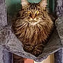 animal, cat, cat_tree, cozy, ears, feline, fluffy, fur, golden_eyes, hammock, home, indoor, light_switch, paws, pet, portrait, relaxed, tabby, wall, whiskers