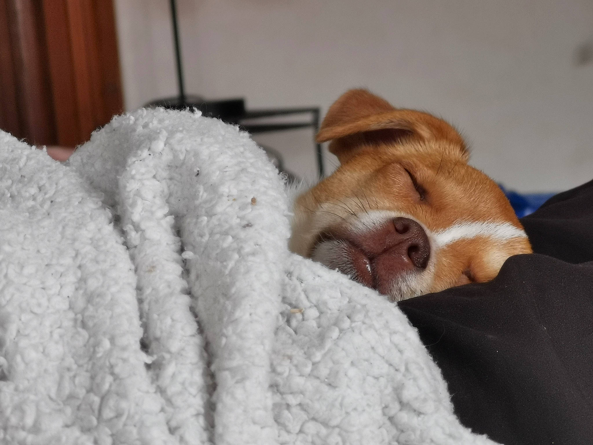 Twix participe au concours pour gagner de l'argent avec cette photo : comfort, companion_dog, corgi_chihuahua, dog, dog_breed, fawn, fur, linens, liver, nap, scent_hound, snout, sporting_group, terrestrial_animal, toy, toy_dog, whiskers, winter, wood, working_animal
