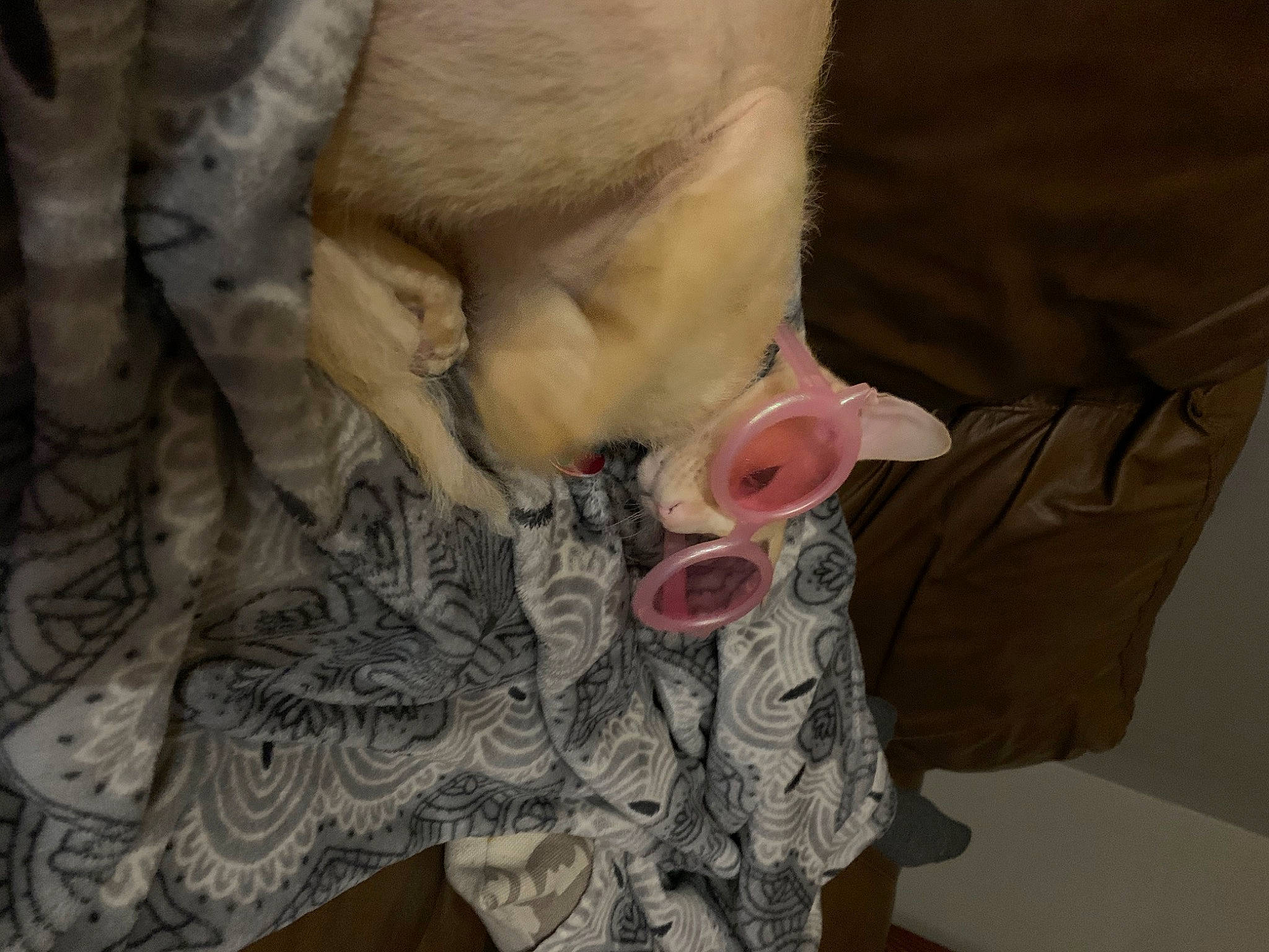 Fennekin is registered to the contest to win money with this photo: beige, canidae, dog_breed, fawn, khaki, livestock