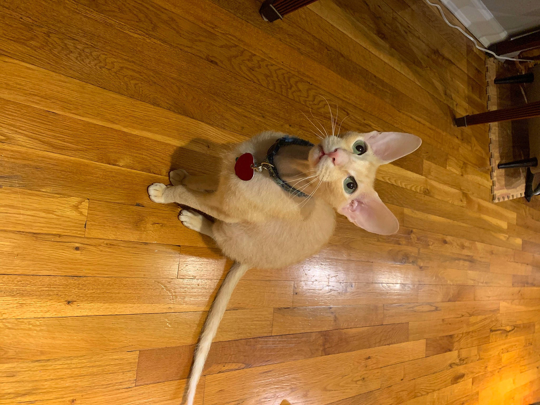 Fennekin is registered to the contest to win money with this photo: beige, carnivore, cat_toy, collar, fawn, felidae, floor, flooring, fur, hardwood, laminate_flooring, plywood, small_to_medium_sized_cats, snout, stuffed_toy, varnish, whiskers, wood, wood_flooring, wood_stain