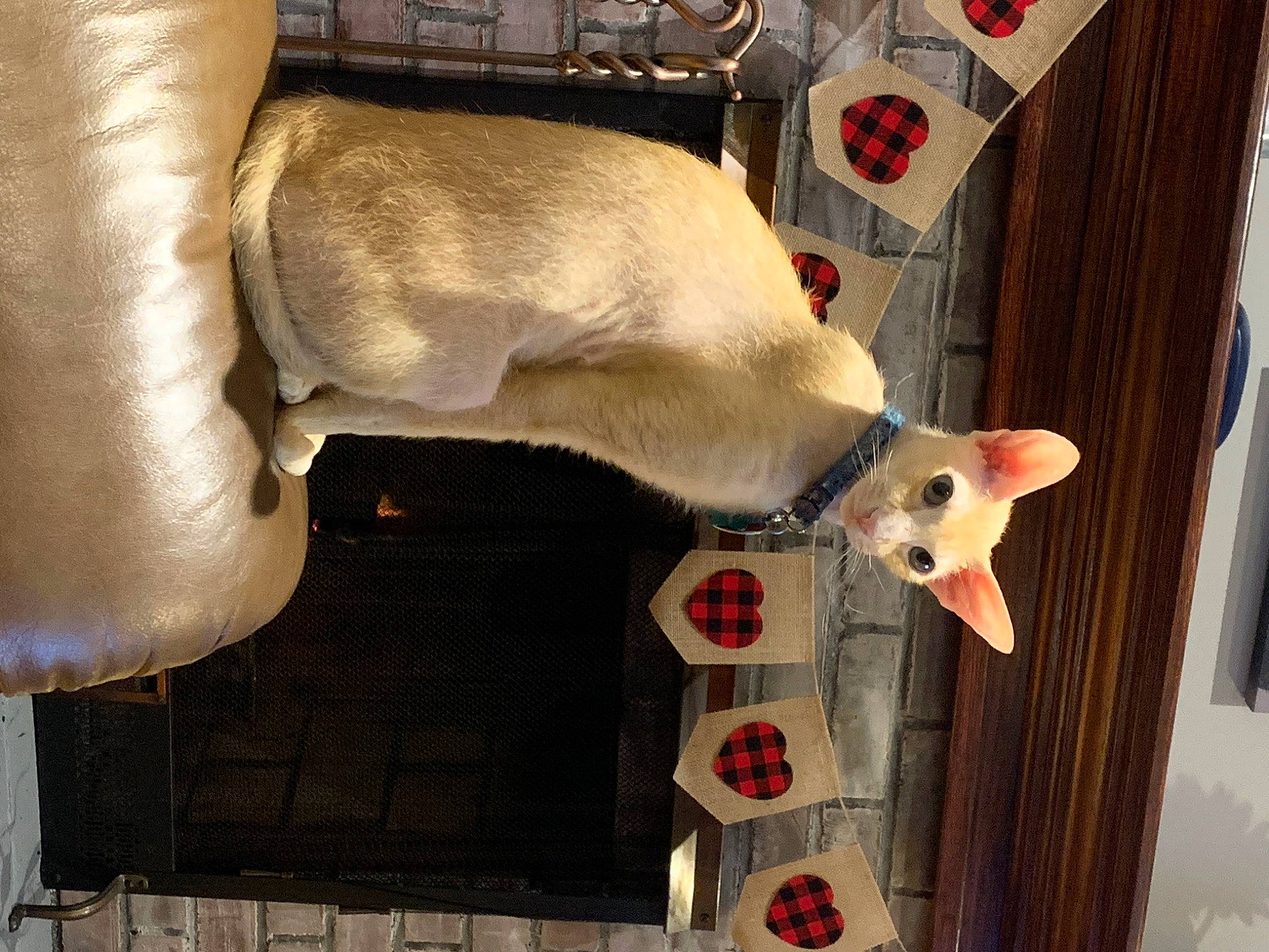 Fennekin joined the competition — help win amazing prizes! canidae, carnivore, cat, collar, dog, dog_breed, dog_collar, fawn, felidae, fur, pet_supply, small_to_medium_sized_cats, snout, tail, vertebrate