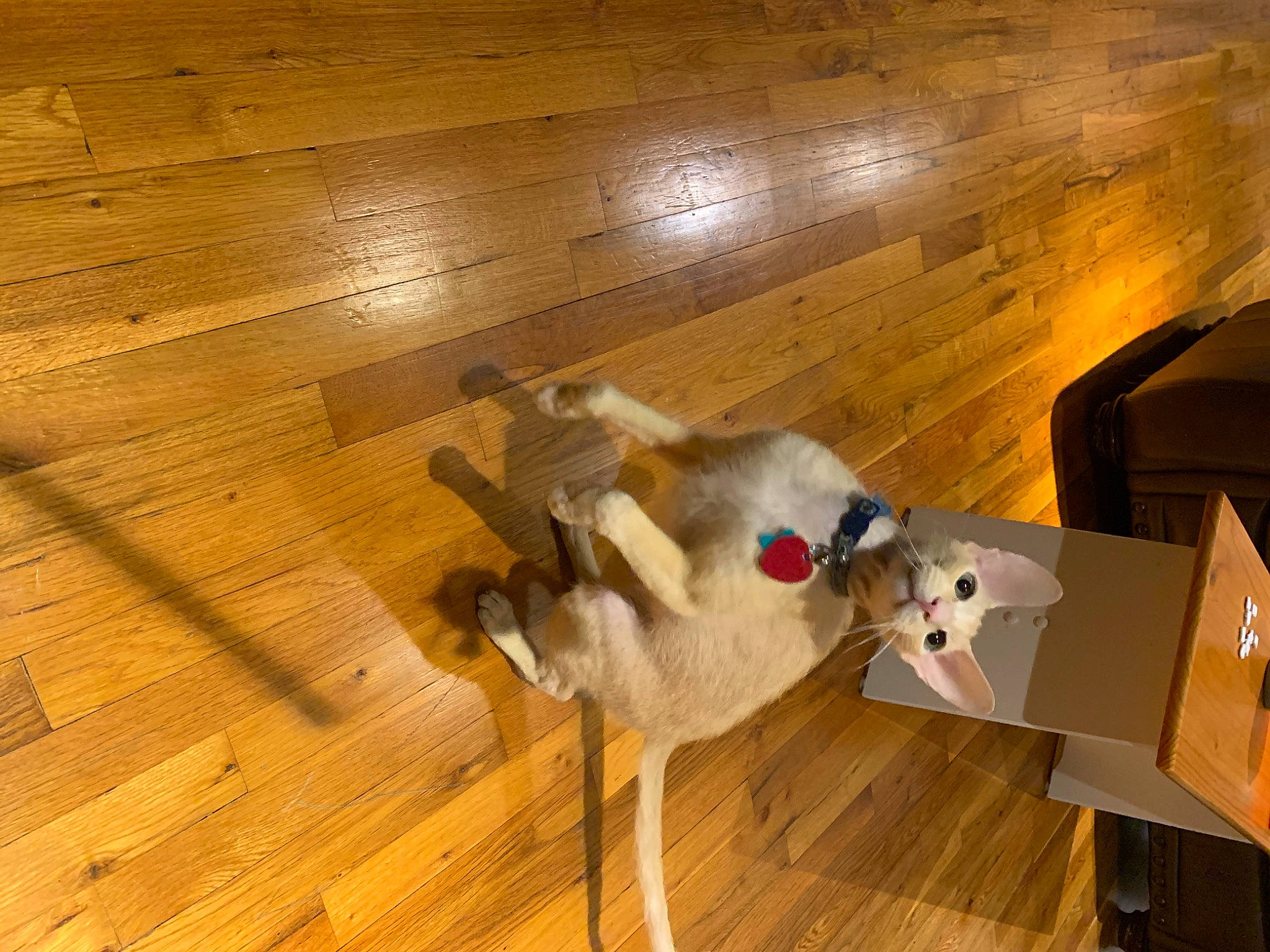 Fennekin is registered to the contest to win money with this photo: beige, carnivore, fawn, floor, flooring, fur, hardwood, laminate_flooring, lumber, plank, plywood, tail, tile_flooring, varnish, wood, wood_flooring, wood_stain