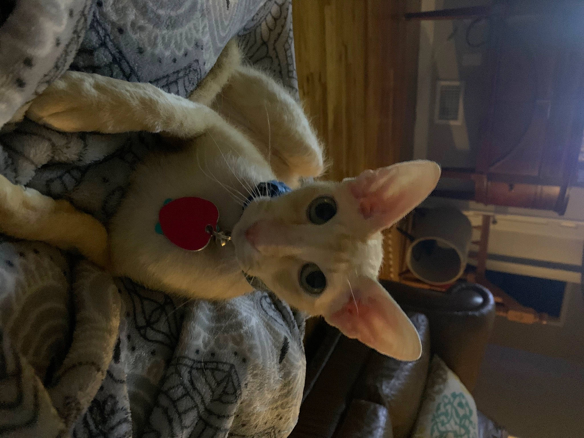 Fennekin joined the competition — help win amazing prizes! baby_toys, fawn, felidae, fur, natural_material, plush, stuffed_toy, teddy_bear, toy, whiskers