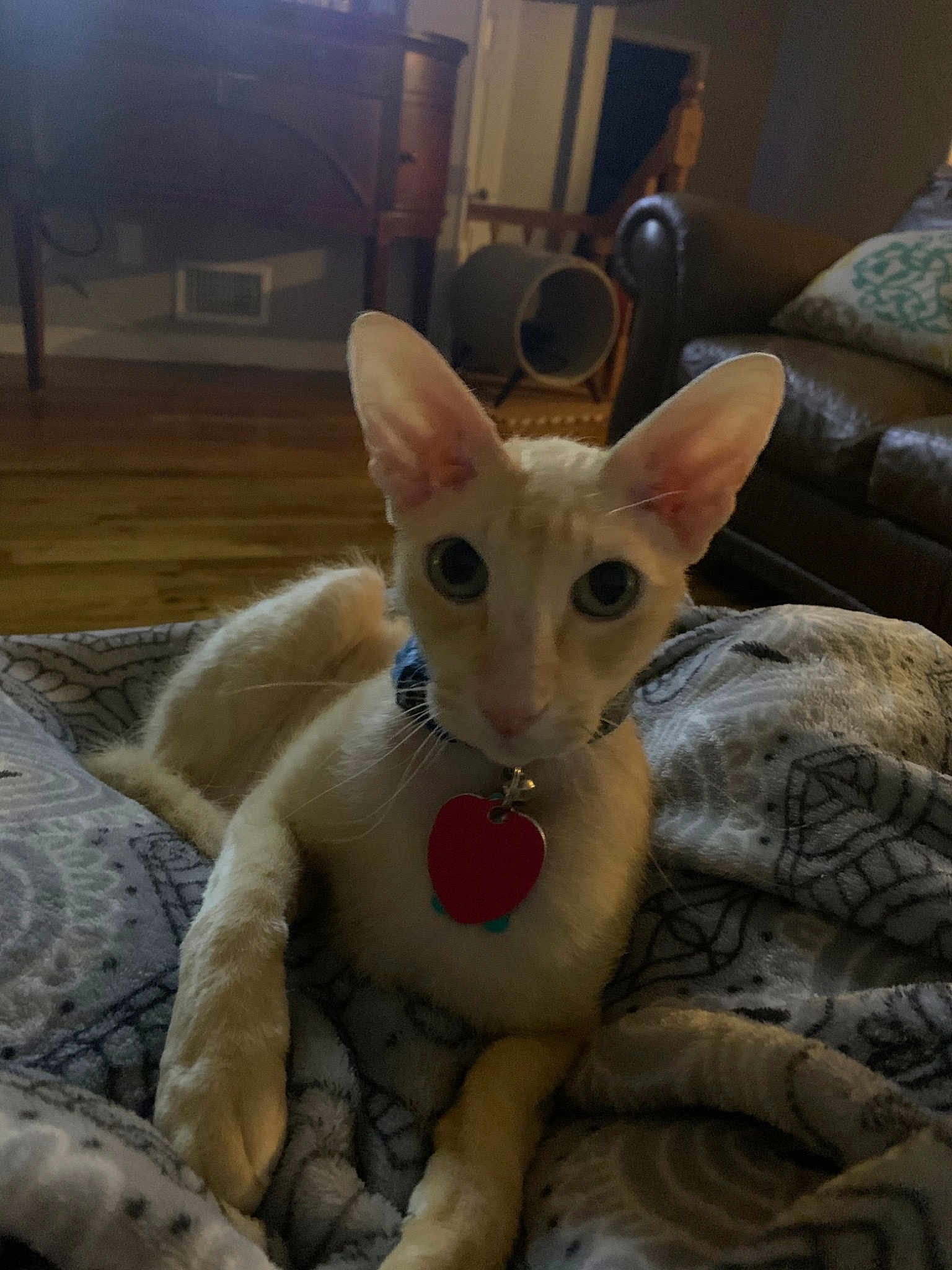 Fennekin