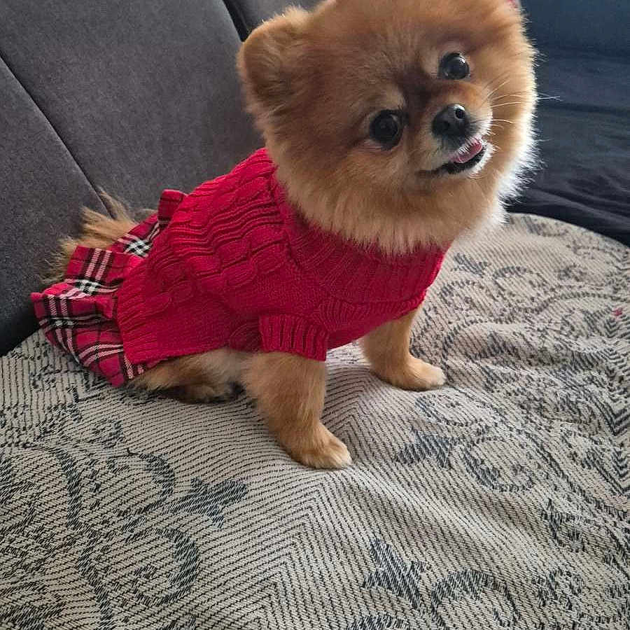 Shine participe au concours pour gagner de l'argent avec cette photo : dog, small_dog, pomeranian, pet, cute, red_sweater, plaid_skirt, couch, blanket, indoor, fur, animal, companion, face, sitting, tilted_head, adorable, cozy, home, portrait