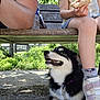 Vodka a rejoint le concours — aidez-le/la à gagner de superbes lots ! dog, puppy, bench, outdoor, grass, person, child, food, sandwich, water_bottle, shoe, sock, sunlight, shadow, happy, pet, collar, nature, park, resting