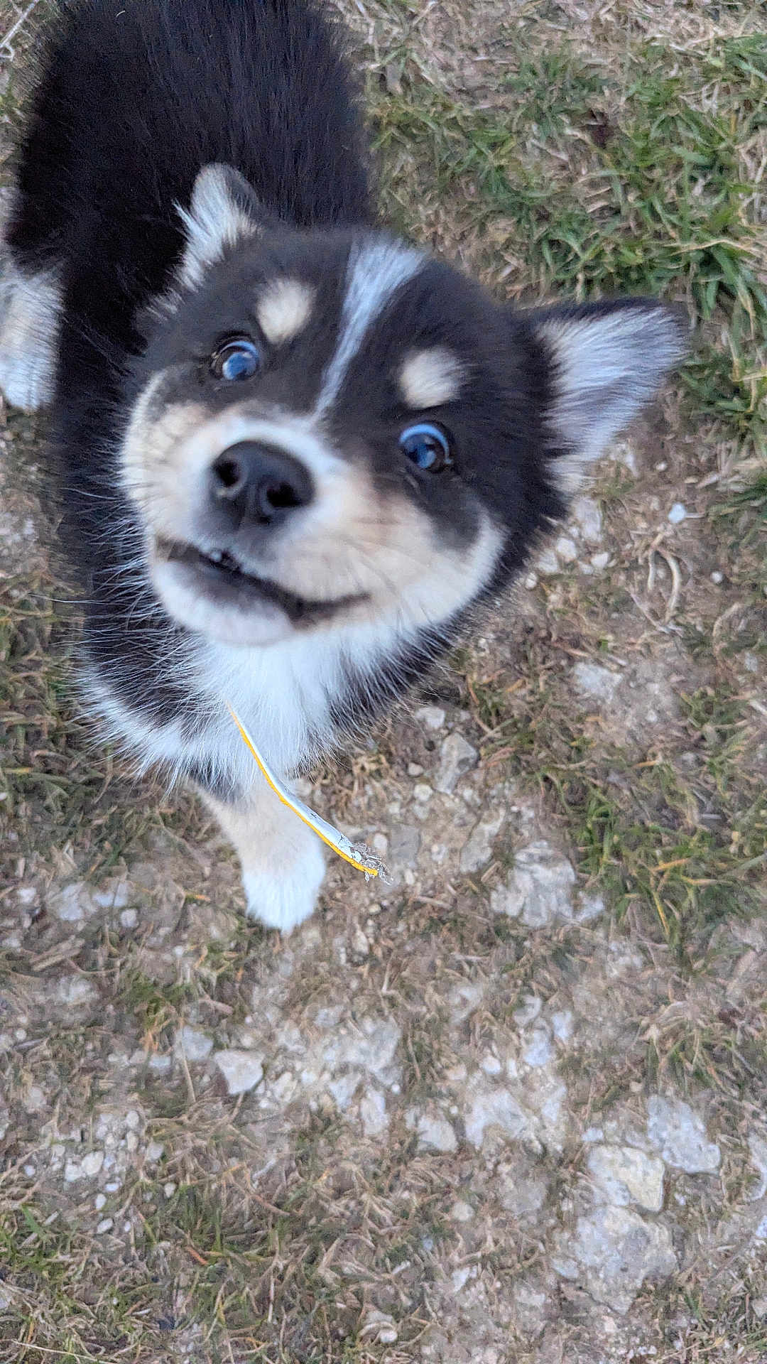 Vodka a rejoint le concours — aidez-le/la à gagner de superbes lots ! puppy, dog, black_and_white, fur, grass, dirt, outdoor, animal, cute, pet, small, young, close_up, playful, curious, mammal, canine, face, eyes, mouth
