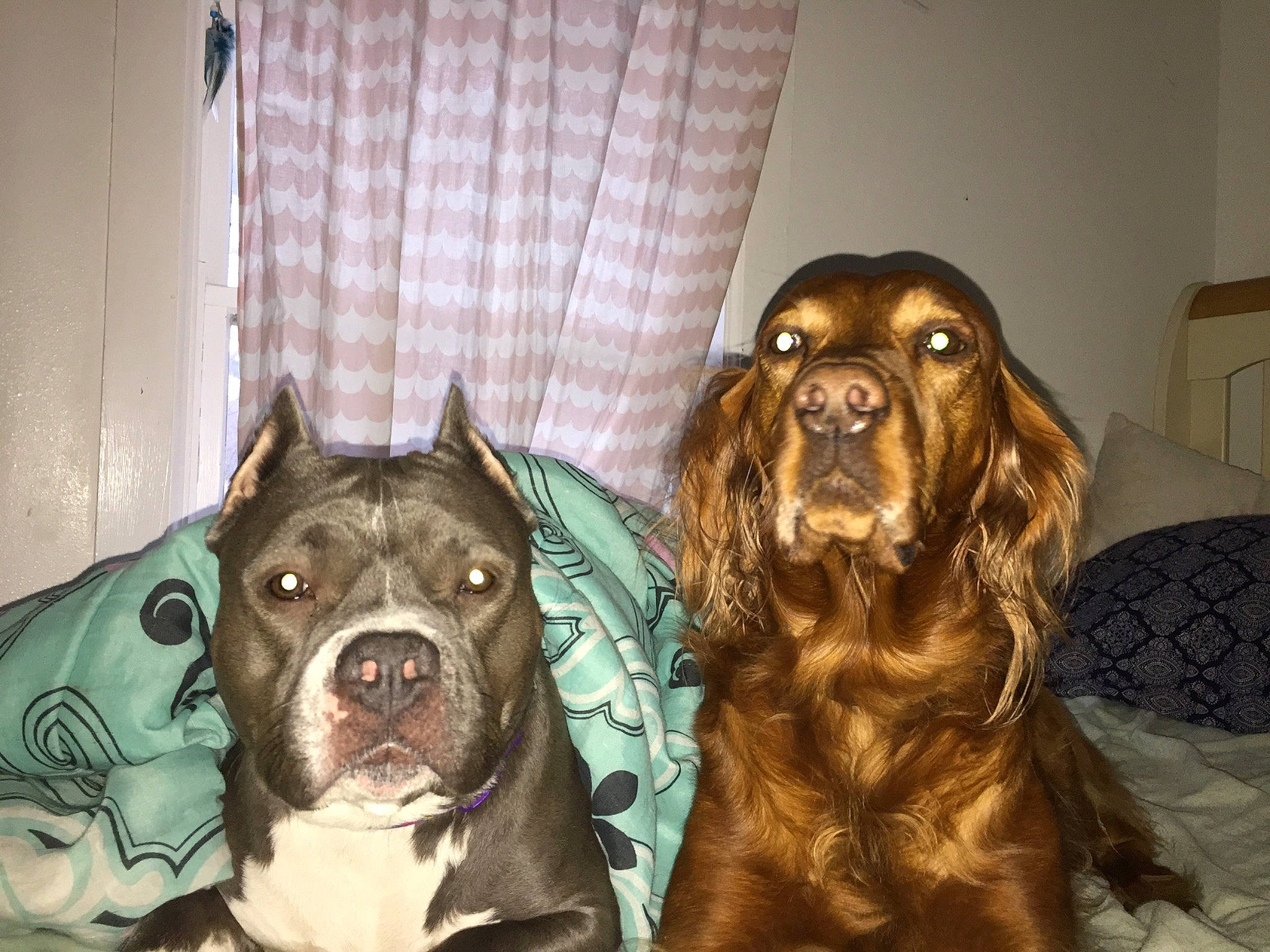 Rilee is registered to the contest to win money with this photo: american_pit_bull_terrier, canidae, carnivore, cocker_spaniel, companion_dog, dog, dog_breed, english_cocker_spaniel, fawn, liver, mammal, pit_bull, rare_breed_dog, snout, spaniel, sporting_group, vertebrate