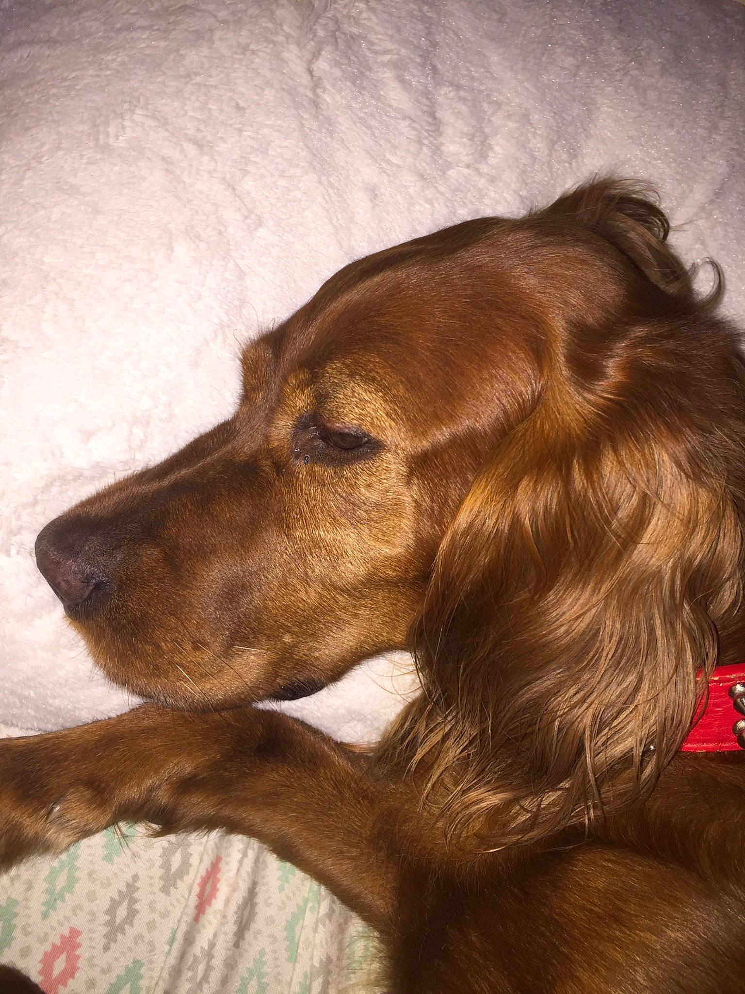 Rilee joined the competition — help win amazing prizes! canidae, carnivore, cocker_spaniel, companion_dog, dog, dog_breed, english_cocker_spaniel, fawn, field_spaniel, irish_setter, liver, mammal, rare_breed_dog, setter, spaniel, sporting_group, sussex_spaniel, vertebrate