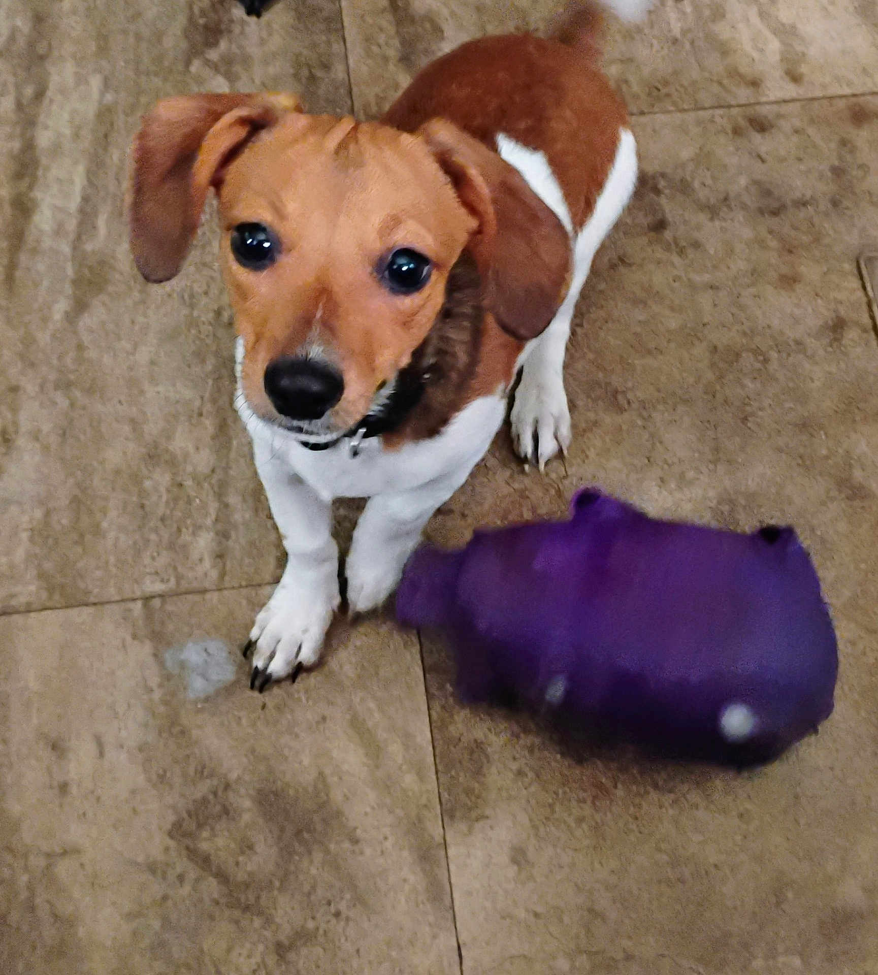 Bali joined the competition — help win amazing prizes! dog, puppy, brown, white, toy, plush_toy, floor, tile, pet, animal, cute, ears, collar, looking_up, indoor, playful, small_dog, companionship, fur, paw