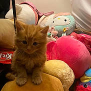 Nami is registered to the contest to win money with this photo: kitten, cat, orange_cat, fluffy, plush_toy, stuffed_animal, pillow, cushion, soft_toys, indoor, bedroom, cute, small_pet, sitting, portrait, close_up, fur, toy_face, colorful, playful