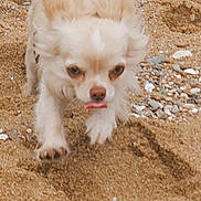 Uky a rejoint le concours — aidez-le/la à gagner de superbes lots ! dog, chihuahua, tongue_out, small_dog, beach, sand, paws, fur, pet, animal, closeup, walking, running, muzzle, eyes, playful, shells, outdoor, shore, whiskers