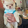 Bounty participe au concours pour gagner de l'argent avec cette photo : dog, puppy, small_dog, white_dog, blue_sweater, person, hand, knitted_sweater, indoor, kitchen, table, chairs, refrigerator, home, cute, pet, fur, holding, domestic, cozy