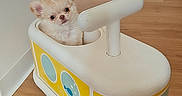 Bounty a rejoint le concours — aidez-le/la à gagner de superbes lots ! animal, appliance, blue, cozy, curious, cute, dog, floor, fluffy, indoor, kitchen, modern, pet, playful, puppy, small, toy_vehicle, white, wooden_floor, yellow