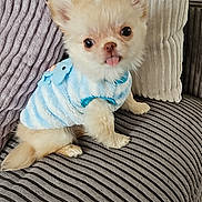 Bounty participe au concours pour gagner de l'argent avec cette photo : adorable, animal, blue_sweater, companion, couch, cozy, cute, dog, fluffy, fur, home, indoor, pet, pillows, puppy, sitting, small_dog, striped_couch, tiny, tongue_out