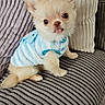 adorable, animal, blue_sweater, companion, couch, cozy, cute, dog, fluffy, fur, home, indoor, pet, pillows, puppy, sitting, small_dog, striped_couch, tiny, tongue_out