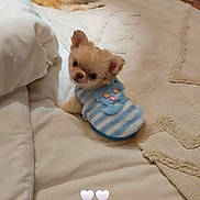 Bounty participe au concours pour gagner de l'argent avec cette photo : dog, puppy, bed, blanket, clothing, cute, small_dog, indoor, pet, cozy, fur, resting, animal, cute_outfit, home, two_dogs, soft_texture, button, heart_emoji, relaxing