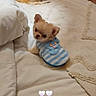 dog, puppy, bed, blanket, clothing, cute, small_dog, indoor, pet, cozy, fur, resting, animal, cute_outfit, home, two_dogs, soft_texture, button, heart_emoji, relaxing