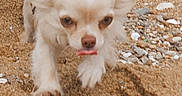 Uky a rejoint le concours — aidez-le/la à gagner de superbes lots ! animal, beach, chihuahua, closeup, dog, eyes, fur, muzzle, outdoor, paws, pet, playful, running, sand, shells, shore, small_dog, tongue_out, walking, whiskers