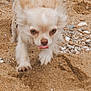 dog, chihuahua, tongue_out, small_dog, beach, sand, paws, fur, pet, animal, closeup, walking, running, muzzle, eyes, playful, shells, outdoor, shore, whiskers