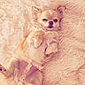 Uky participe au concours pour gagner de l'argent avec cette photo : dog, small_dog, fluffy, lying_down, relaxed, sleepy, paws, shaggy_rug, soft_texture, cream_color, pet, cute, cozy, indoors, animal, fur, resting, companion, adorable, calm