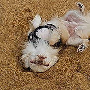 Uky a rejoint le concours — aidez-le/la à gagner de superbes lots ! dog, white_dog, sand, beach, pet, animal, outdoor, playful, harness, fluffy, paw, fur, relaxing, summer, nature, canine, cute, small_dog, lying_down, joyful