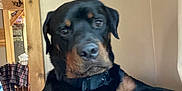 Silas is registered to the contest to win money with this photo: dog, rottweiler, indoor, pet, animal, black_and_tan, collar, furniture, plaid, chair, portrait, wood, wall, relaxed, canine, companion, home, domestic, sitting, pet_friendly