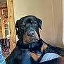 dog, rottweiler, indoor, pet, animal, black_and_tan, collar, furniture, plaid, chair, portrait, wood, wall, relaxed, canine, companion, home, domestic, sitting, pet_friendly