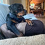 Silas joined the competition — help win amazing prizes! dog, rottweiler, pet, indoors, couch, furniture, living_room, animal, canine, black_and_tan, collar, domestic_animal, paw, resting, home, person, lap, wood_floor, chair, window