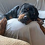 dog, rottweiler, pet, sleeping, couch, indoor, relaxed, black_and_brown, fur, canine, resting, domestic_animal, comfort, animal, closeup, mammal, head, paw, collar, household