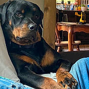 Silas is registered to the contest to win money with this photo: rottweiler, dog, pet, indoor, couch, furniture, wood, window, natural_light, living_room, floor, table, chair, relaxed, canine, animal, closeup, paw, black, brown