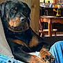 rottweiler, dog, pet, indoor, couch, furniture, wood, window, natural_light, living_room, floor, table, chair, relaxed, canine, animal, closeup, paw, black, brown