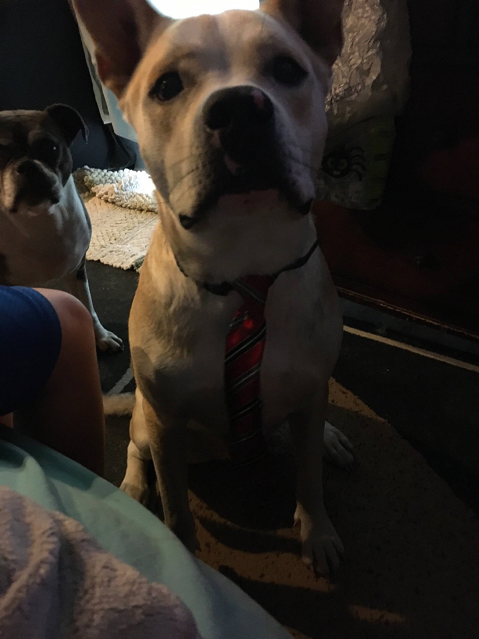 Loki joined the competition — help win amazing prizes! canidae, carnivore, collar, companion_dog, dog, dog_breed, dog_collar, ear, fawn, fur, guard_dog, jaw, non_sporting_group, paw, snout, sporting_group, whiskers, working_animal, working_dog