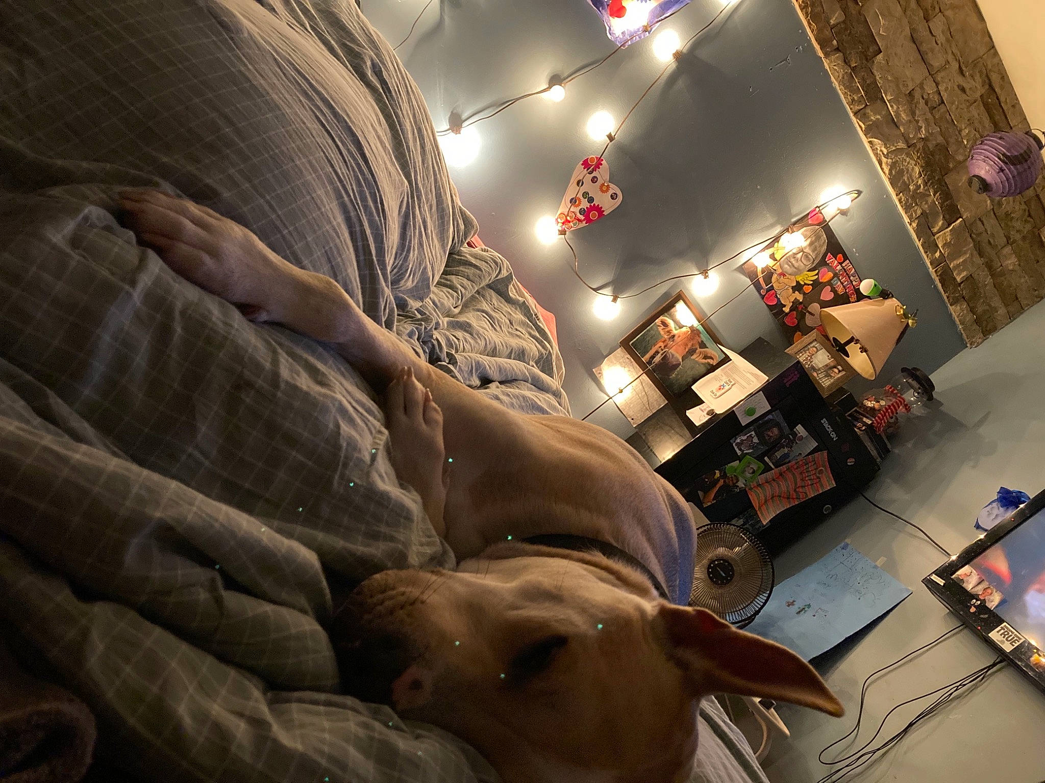Loki is registered to the contest to win money with this photo: art, building, carnivore, ceiling, cg_artwork, city, comfort, companion_dog, couch, darkness, dog, dog_breed, flooring, fur, guard_dog, living_room, room, space, visual_arts, working_animal