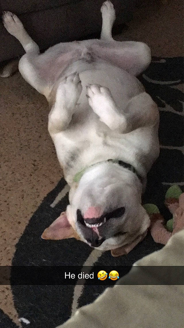 Loki is registered to the contest to win money with this photo: bull_and_terrier, bull_terrier, bull_terrier_miniature, canidae, carnivore, companion_dog, dog, dog_breed, ear, english_white_terrier, fawn, jaw, old_english_terrier, snout, sporting_group, suidae, tail, whiskers, working_animal, wrinkle