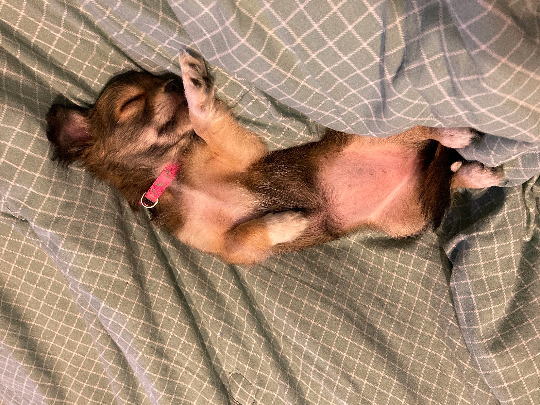 Lola joined the competition — help win amazing prizes! canidae, carnivore, comfort, companion_dog, dog, dog_breed, ear, fawn, foot, fur, guard_dog, liver, nap, pattern, paw, sleep, sporting_group, tail, toy_dog, whiskers