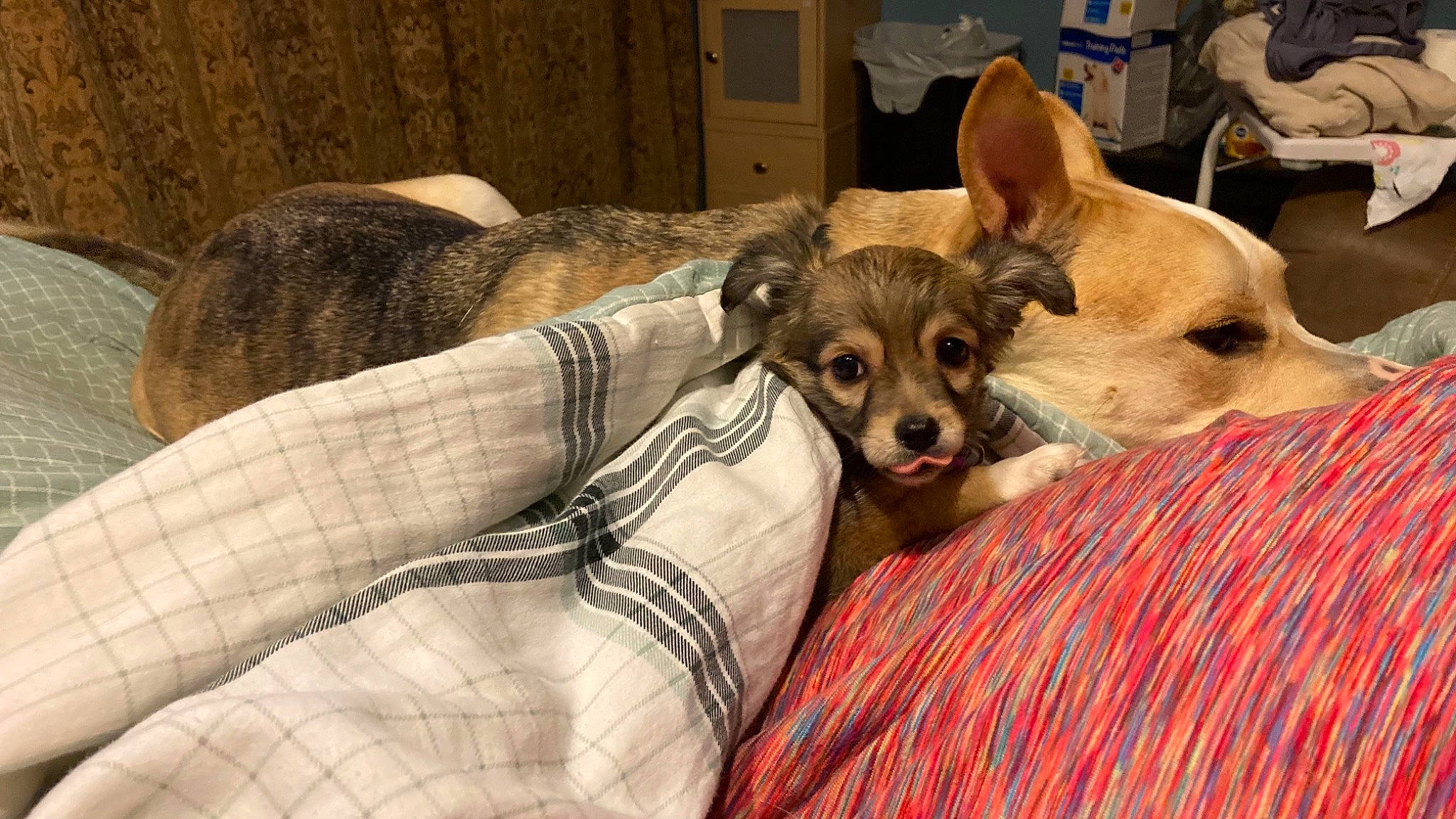 Lola is registered to the contest to win money with this photo: carnivore, chair, chihuahua, comfort, companion_dog, couch, dog, dog_breed, dog_supply, fawn, fur, linens, pattern, plaid, russkiy_toy, snout, tartan, toy_dog, whiskers, working_animal