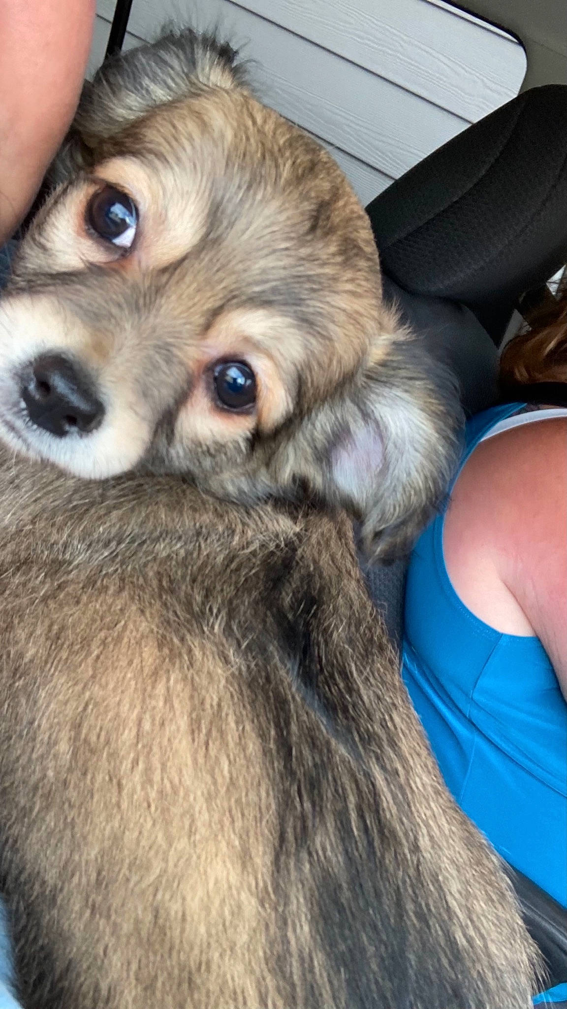 Lola joined the competition — help win amazing prizes! canidae, carnivore, collar, companion_dog, dog, dog_breed, ear, eye, eyelash, fawn, fur, liver, puppy_love, snout, sporting_group, terrestrial_animal, toy_dog, whiskers, wildlife, working_animal