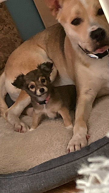 Lola joined the competition — help win amazing prizes! ancient_dog_breeds, canidae, carnivore, chihuahua, companion_dog, dog, dog_breed, dog_supply, fawn, fur, paw, pet_supply, snout, sporting_group, tail, terrestrial_animal, toy_dog, vertebrate, whiskers, working_animal