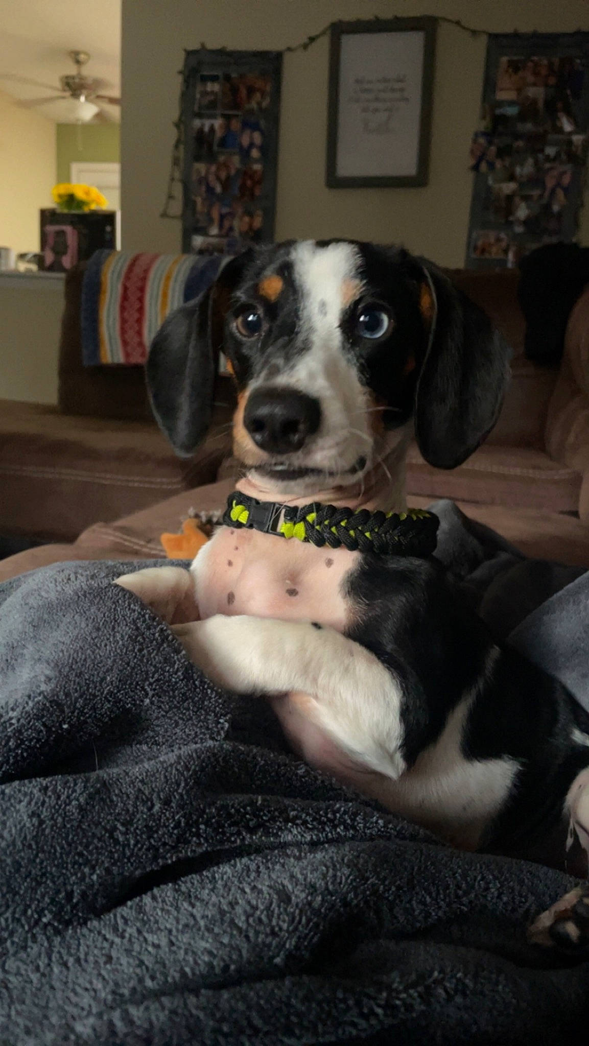 Mister is registered to the contest to win money with this photo: ball, canidae, carnivore, collar, comfort, companion_dog, couch, dog, dog_breed, dog_supply, fawn, football, fur, guard_dog, living_room, picture_frame, snout, sporting_group, whiskers, working_animal