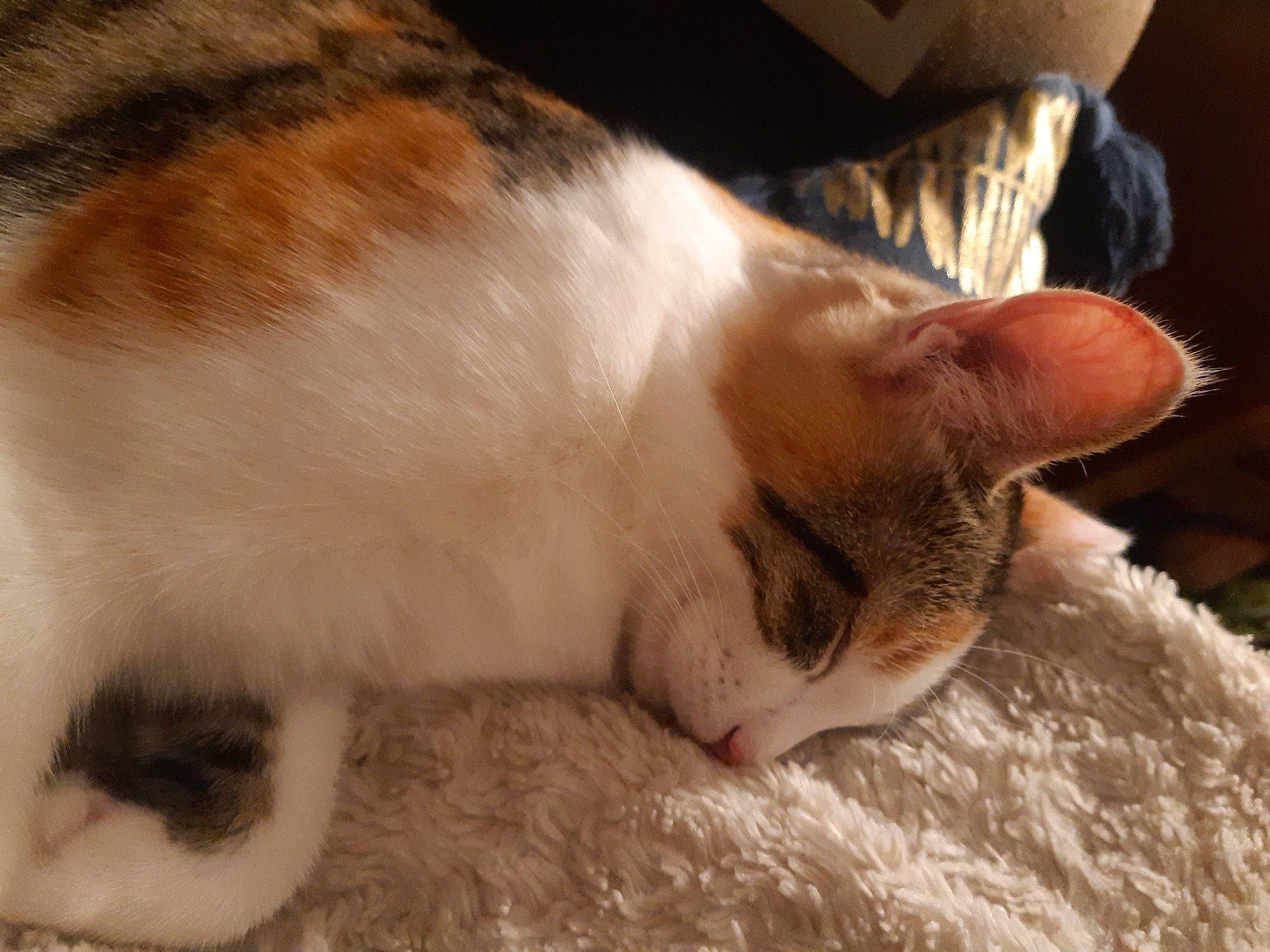 Comète a rejoint le concours — aidez-le/la à gagner de superbes lots ! carnivore, cat, cat_supply, claw, comfort, domestic_short_haired_cat, felidae, flooring, foot, fur, nap, paw, small_to_medium_sized_cats, snout, tail, whiskers, window, wood