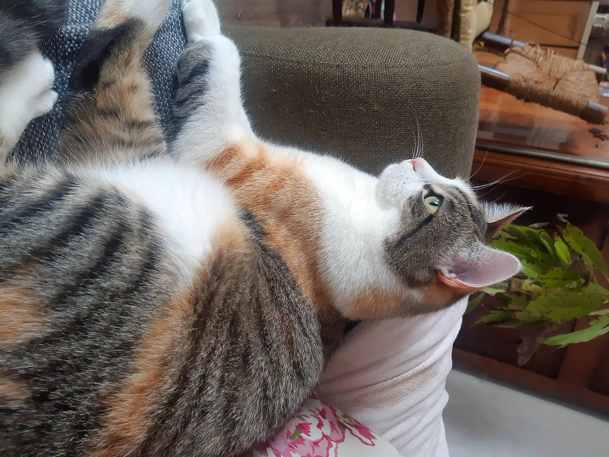 Comète a rejoint le concours — aidez-le/la à gagner de superbes lots ! carnivore, cat, claw, comfort, domestic_short_haired_cat, felidae, fur, mammal, nap, paw, room, small_to_medium_sized_cats, snout, tail, terrestrial_animal, textile, vertebrate, whiskers, window, wood