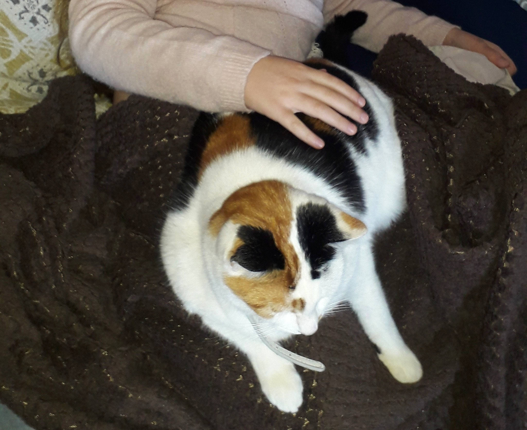 Cérès a rejoint le concours — aidez-le/la à gagner de superbes lots ! canidae, carnivore, cat, felidae, fur, leg, small_to_medium_sized_cats, tail, whiskers