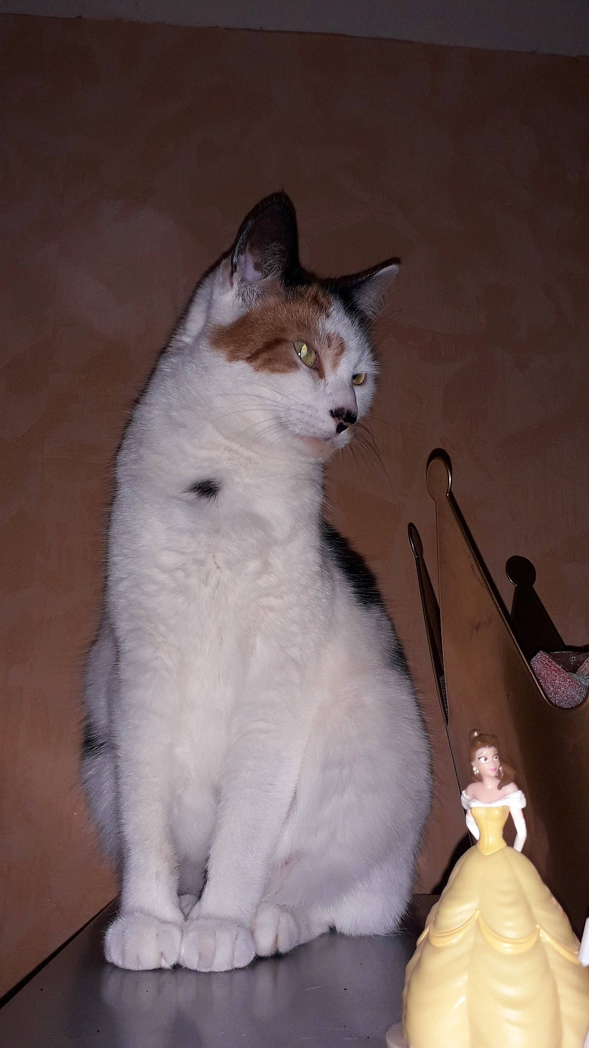 Cérès a rejoint le concours — aidez-le/la à gagner de superbes lots ! aegean_cat, carnivore, cat, domestic_short_haired_cat, felidae, japanese_bobtail, kitten, mammal, polydactyl_cat, ragdoll, small_to_medium_sized_cats, tail, turkish_van, whiskers