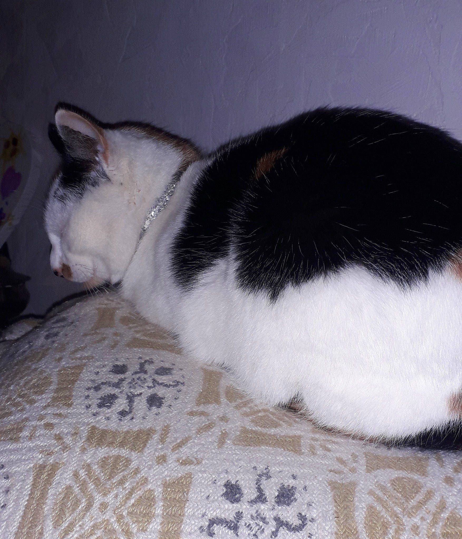 Cérès participe au concours pour gagner de l'argent avec cette photo : american_wirehair, black_and_white, carnivore, cat, domestic_short_haired_cat, ear, european_shorthair, felidae, fur, japanese_bobtail, kitten, mammal, nap, polydactyl_cat, small_to_medium_sized_cats, snout, tail, whiskers