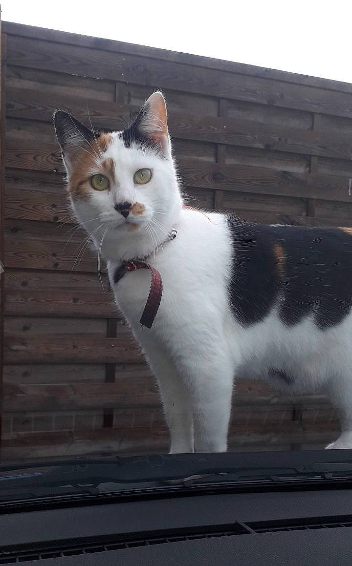 Cérès participe au concours pour gagner de l'argent avec cette photo : aegean_cat, american_wirehair, carnivore, cat, domestic_short_haired_cat, european_shorthair, eye, felidae, fur, japanese_bobtail, kitten, mammal, ojos_azules, polydactyl_cat, small_to_medium_sized_cats, snout, tail, turkish_van, whiskers, window