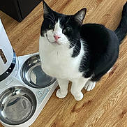 Artemis joined the competition — help win amazing prizes! cat, black_and_white, pet, animal, floor, wood_floor, food_bowl, empty_bowl, indoor, looking_up, cute, whiskers, tail, ears, pink_nose, domestic_cat, feline, sitting, waiting, household