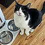 cat, black_and_white, pet, animal, floor, wood_floor, food_bowl, empty_bowl, indoor, looking_up, cute, whiskers, tail, ears, pink_nose, domestic_cat, feline, sitting, waiting, household